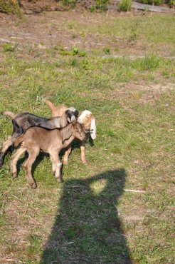 baby goats